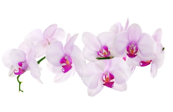 Orchidee