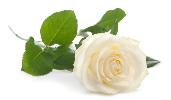 Weiße Rosen
