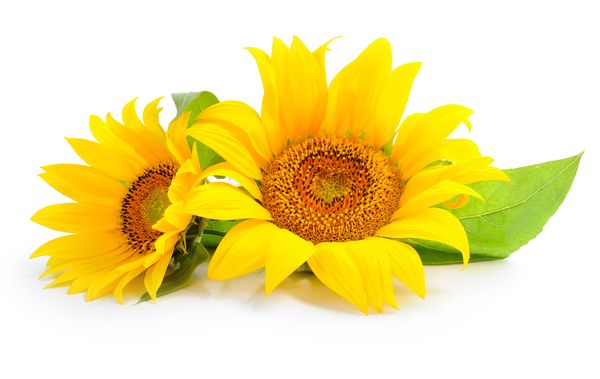 Sonnenblume